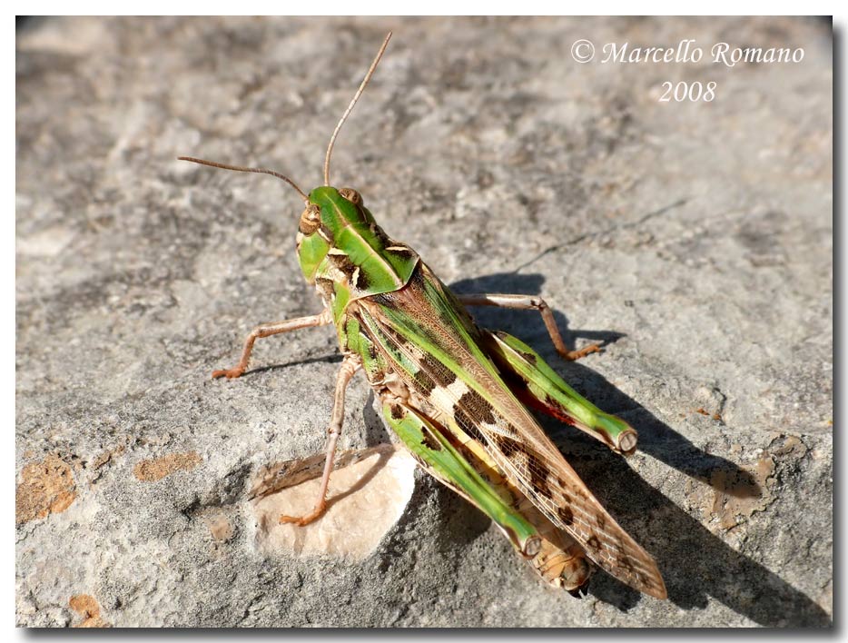 Insetti dalla Croazia: 13. Oedaleus decorus (Acrididae)